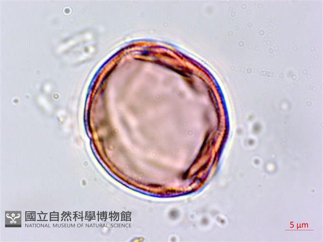 蓖麻藏品圖，第2張