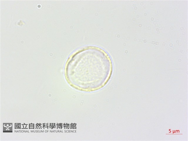 長葉苧麻藏品圖，第2張