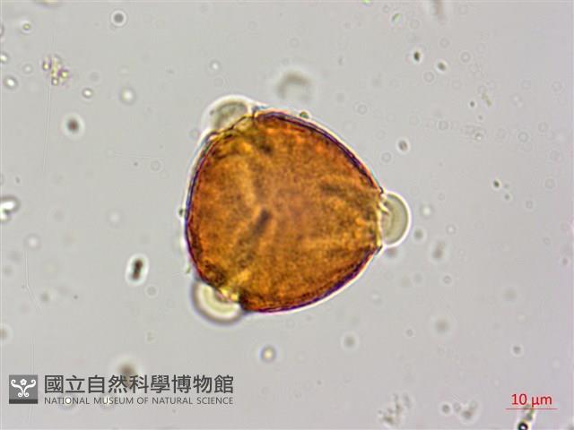 紅皮、葉下白、赤仔尾藏品圖，第3張