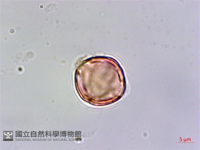 玉山佛甲草藏品圖，第3張