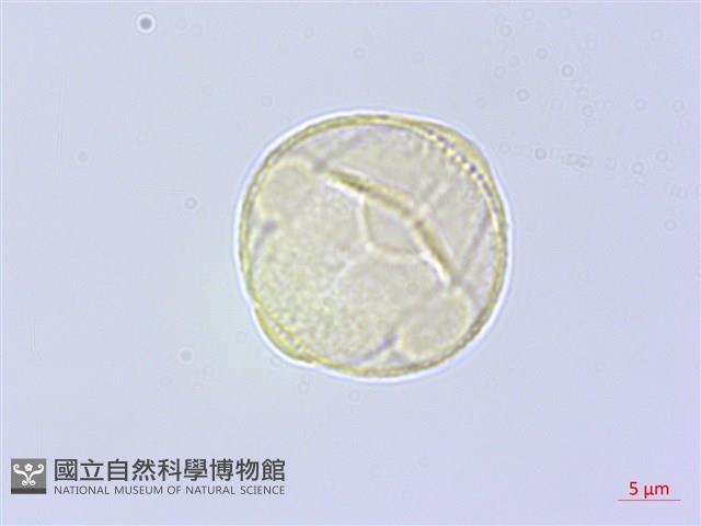 台灣天胡荽藏品圖，第2張