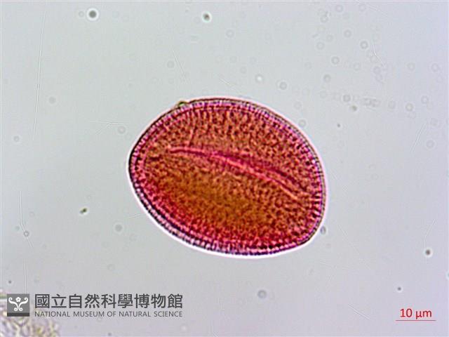 登錄號:S136556藏品圖，第2張