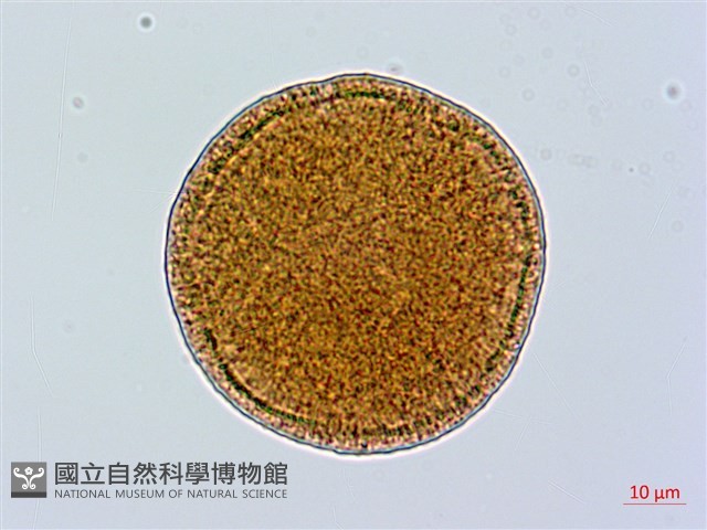 臺灣糯米條藏品圖，第3張