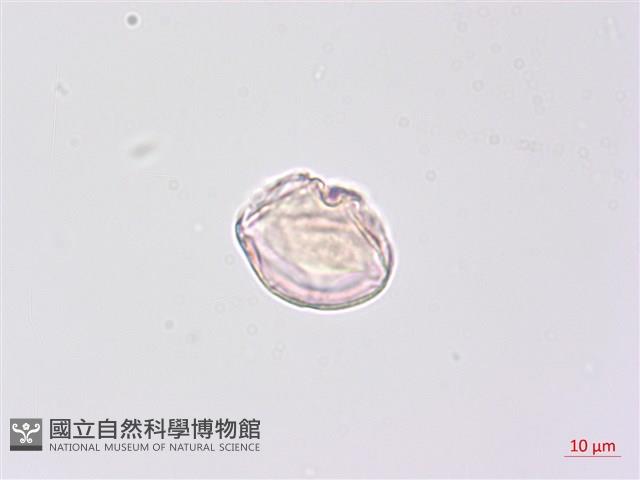 龍珠藏品圖，第3張