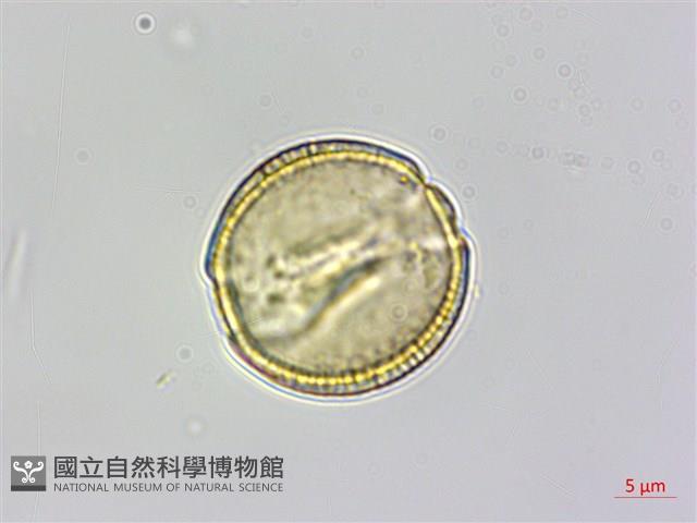 魚木藏品圖，第2張