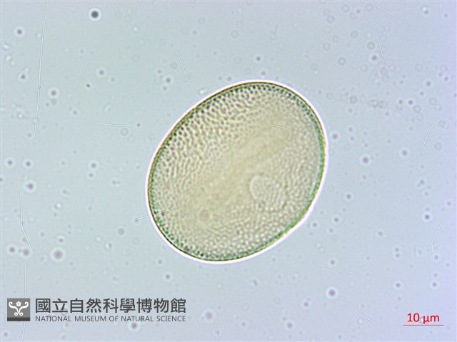 臺灣明萼草藏品圖，第3張