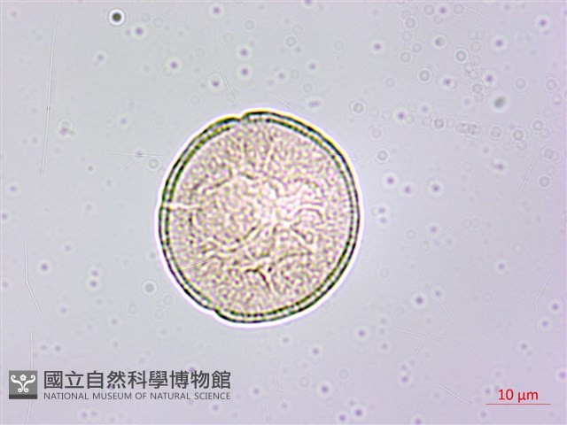 土丁桂藏品圖，第2張
