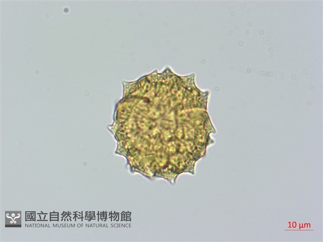 細川氏薊藏品圖，第3張