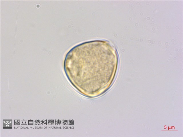 奮起湖黃鱔藤藏品圖，第2張