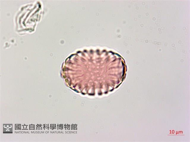 小扁豆藏品圖，第2張