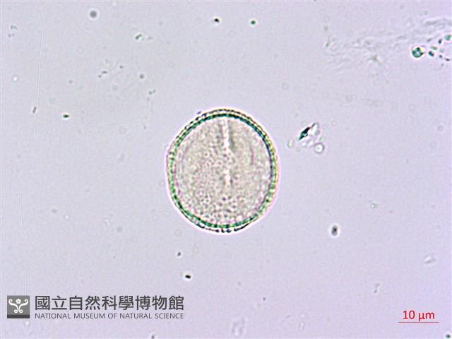 鵲不踏藏品圖，第3張