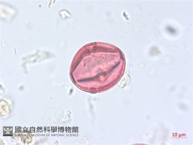 海岸烏蘞莓藏品圖，第2張