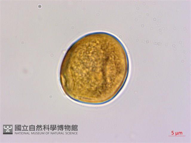 光枝勾兒茶藏品圖，第2張