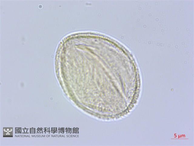 臺灣紅榨槭藏品圖，第3張