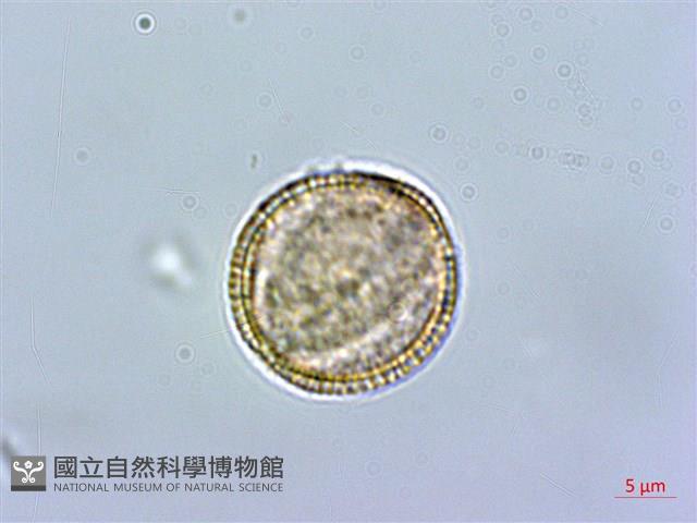 蘿蔔、夢卜藏品圖，第3張