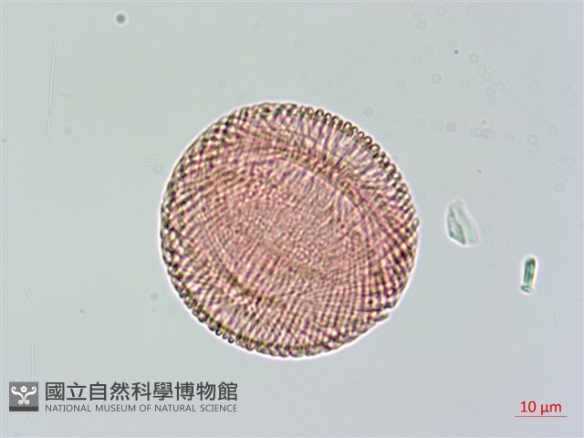 大花曼陀羅藏品圖，第2張