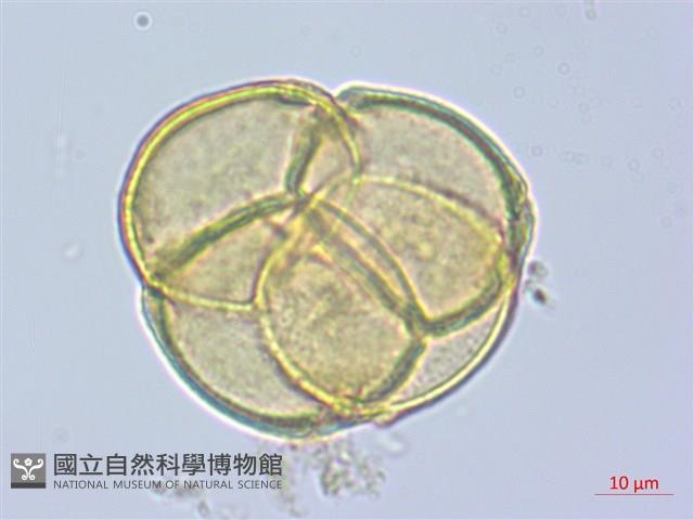斑紋鹿蹄草藏品圖，第2張