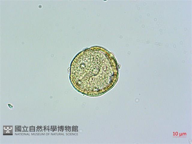 高山無心菜藏品圖，第3張