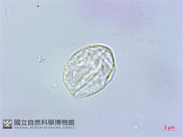 長梗紫麻藏品圖，第2張