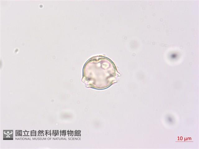 羊不食、毛茄藏品圖，第3張