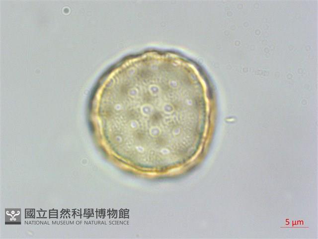 野莧菜藏品圖，第3張