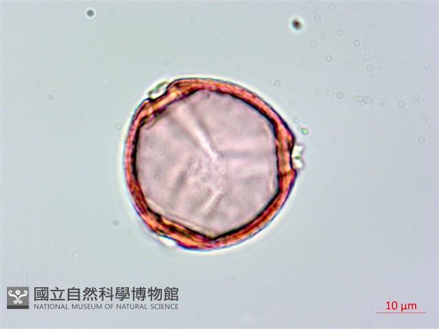 長果月橘藏品圖，第3張