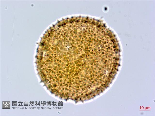 縮葉黃細心藏品圖，第2張