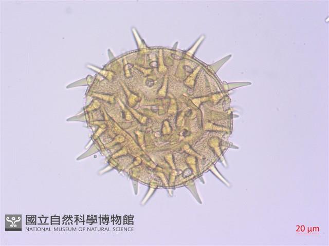 黃槿藏品圖，第3張