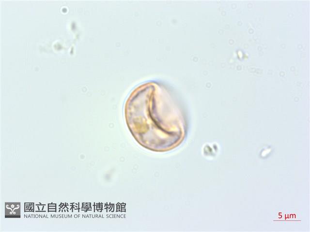 落尾麻藏品圖，第3張