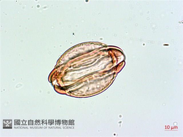 棋盤腳樹藏品圖，第2張
