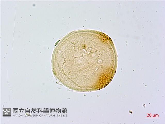 葛瑪蘭芭蕉藏品圖，第2張