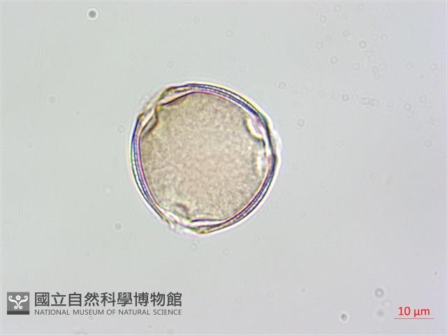 黑果馬交兒藏品圖，第3張