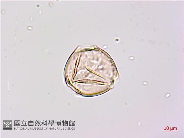 紫苜蓿藏品圖，第2張