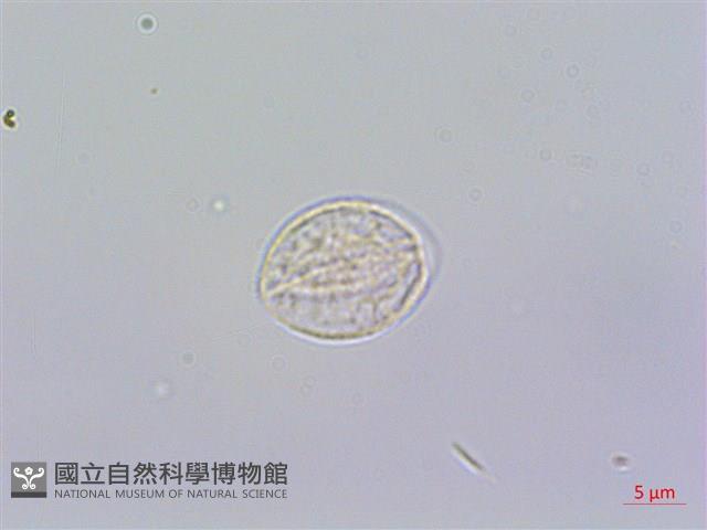 糯米團藏品圖，第2張