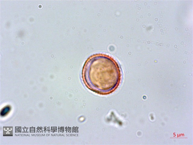 紅頭李欖藏品圖，第3張