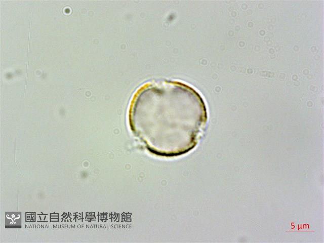尖舌草、全唇尖舌苣苔藏品圖，第2張