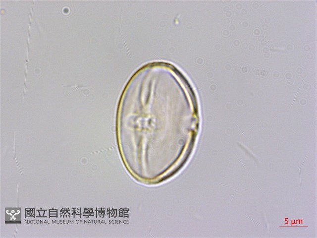 溪頭秋海棠藏品圖，第2張