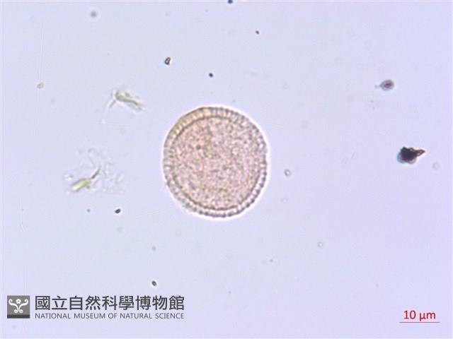 芫花藏品圖，第2張