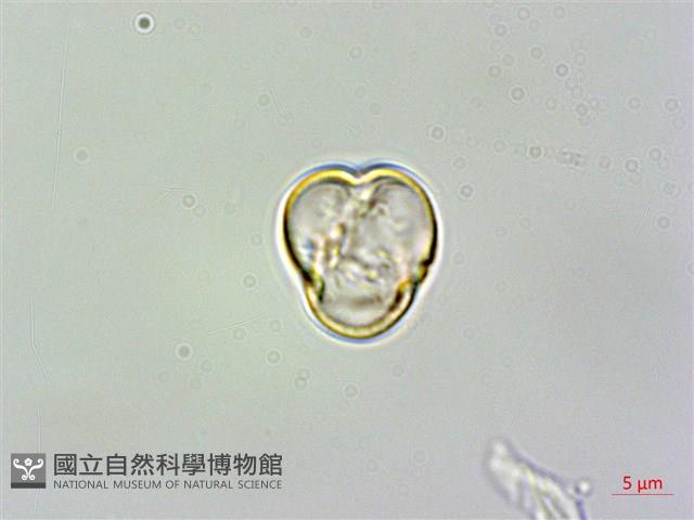 旋莢木、錐序蛛毛苣苔藏品圖，第2張