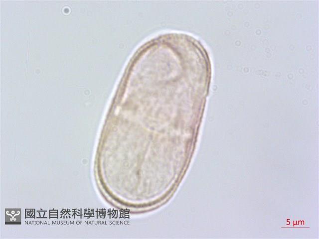 白苞芹藏品圖，第2張