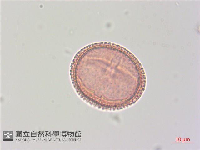 梧桐藏品圖，第3張