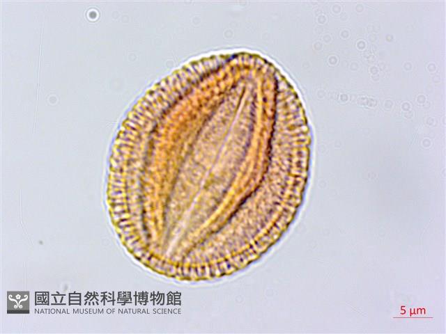 蘭嶼土沉香藏品圖，第2張