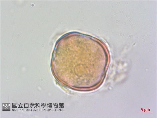 水苦賈藏品圖，第2張