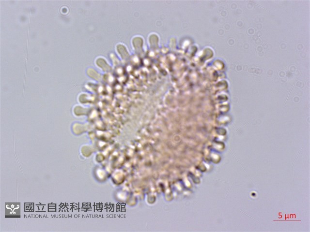 早田氏冬青藏品圖，第3張