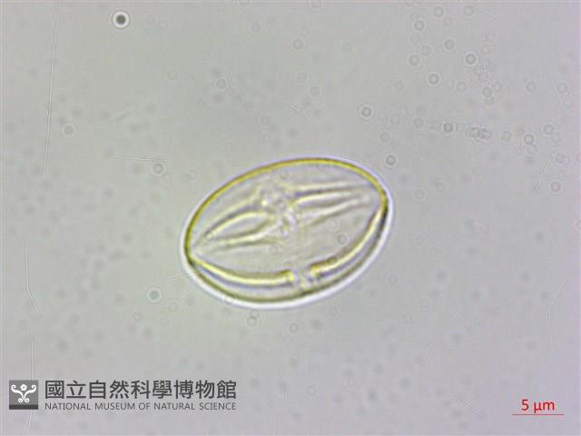 裂葉秋海棠藏品圖，第2張