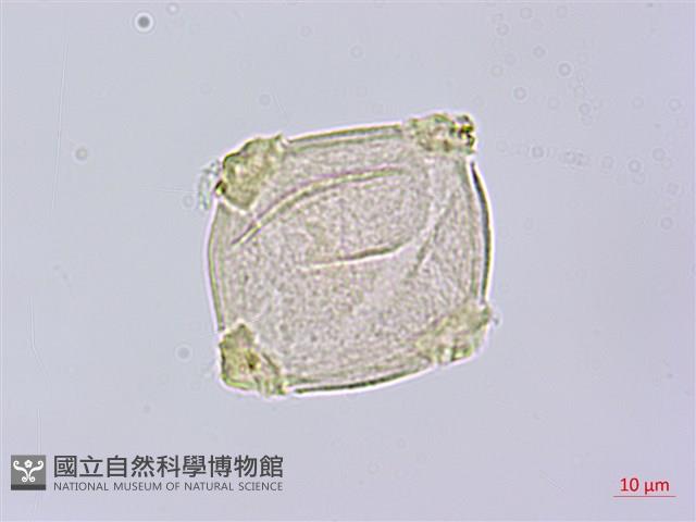 鴉頭梨藏品圖，第2張