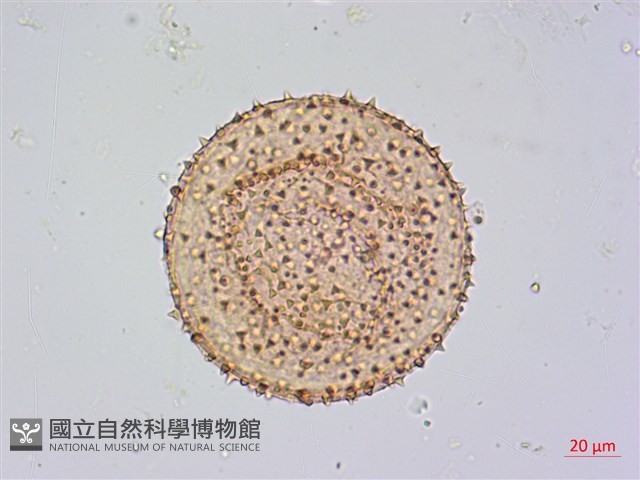 蓮葉桐藏品圖，第2張