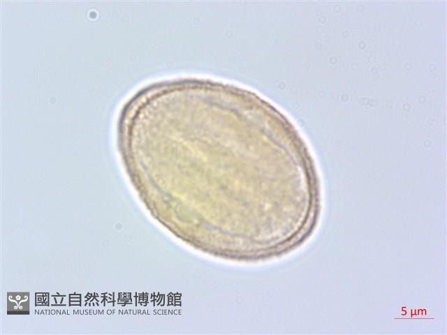 日本當歸、大和當歸藏品圖，第2張