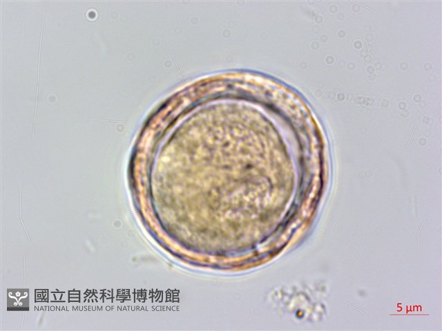 巴氏鐵線蓮藏品圖，第2張