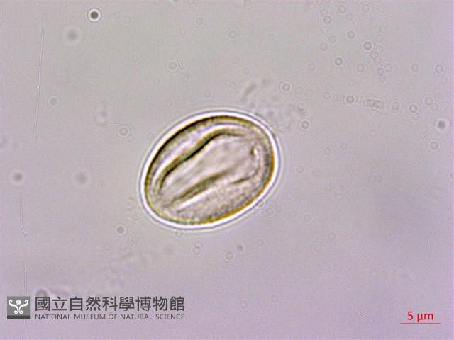 大穗石菖蒲藏品圖，第2張